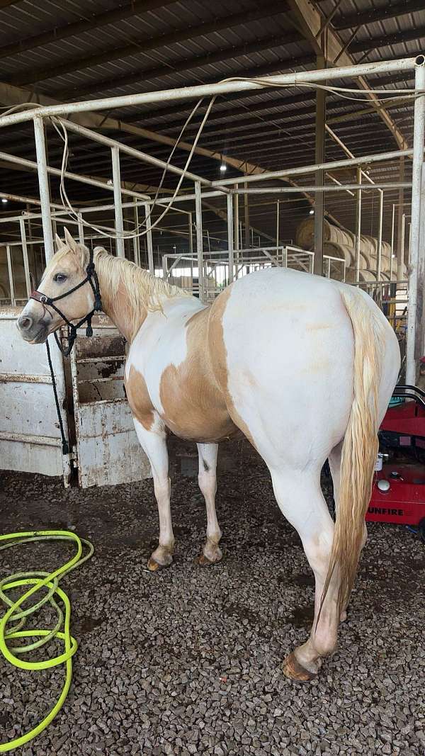all-around-quarter-horse