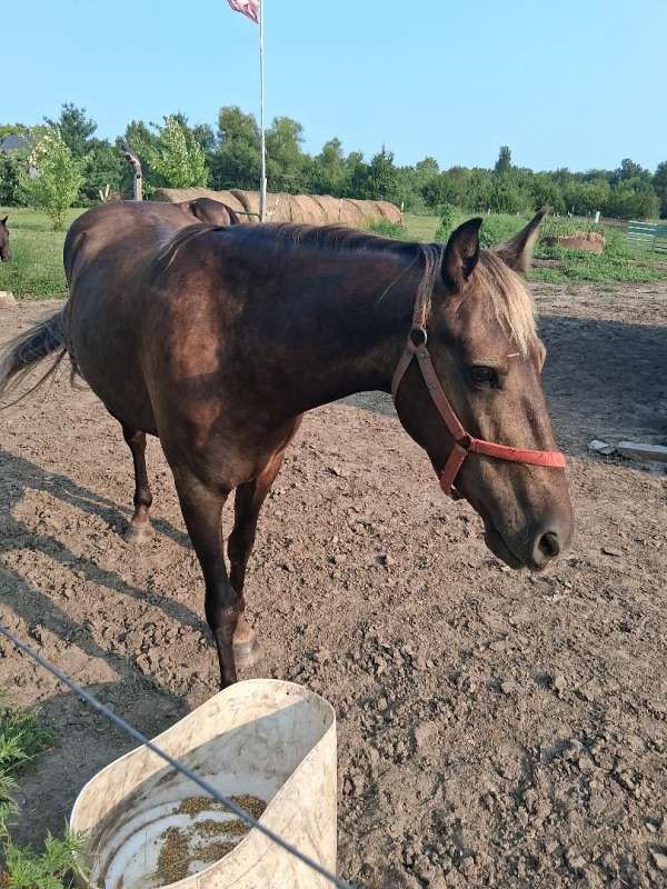 ivory-mane-tail-feathers-horse