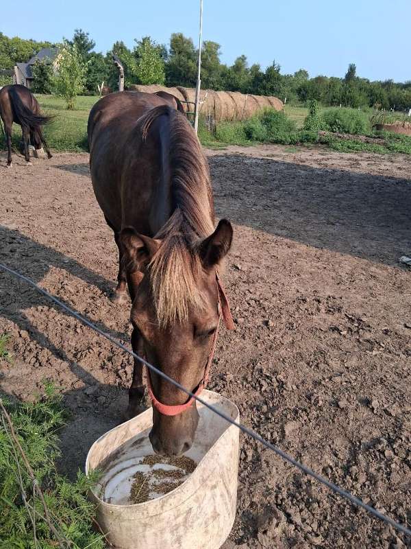 chocolate-ivory-mane-tail-feathers-horse