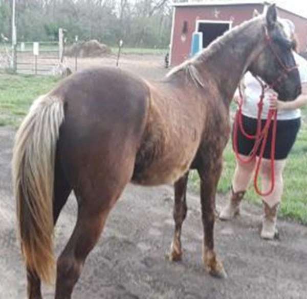 dwarf-rocky-mountain-horse