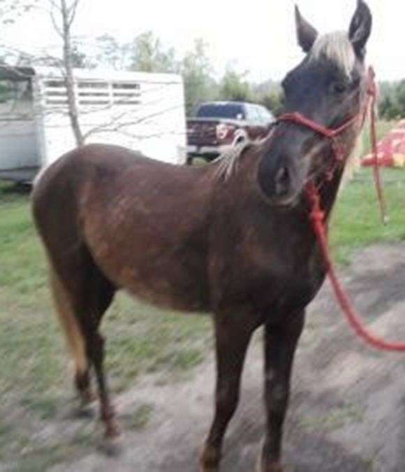 etc-rocky-mountain-horse