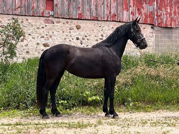 black-star-horse