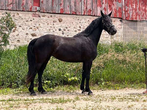 athletic-friesian-horse