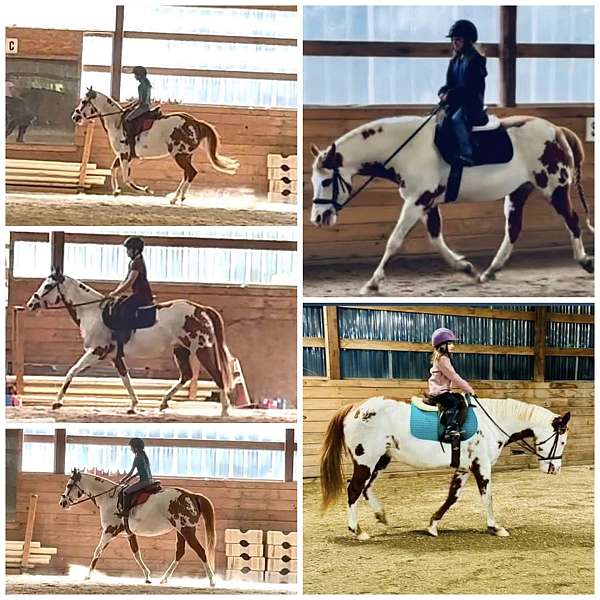 paint-mare