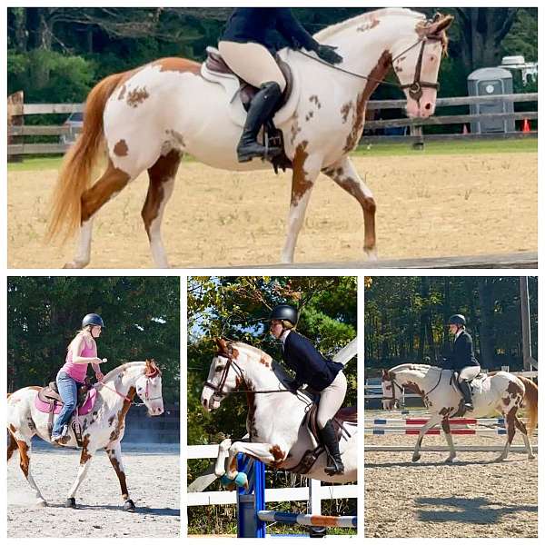 paint-horse-for-sale