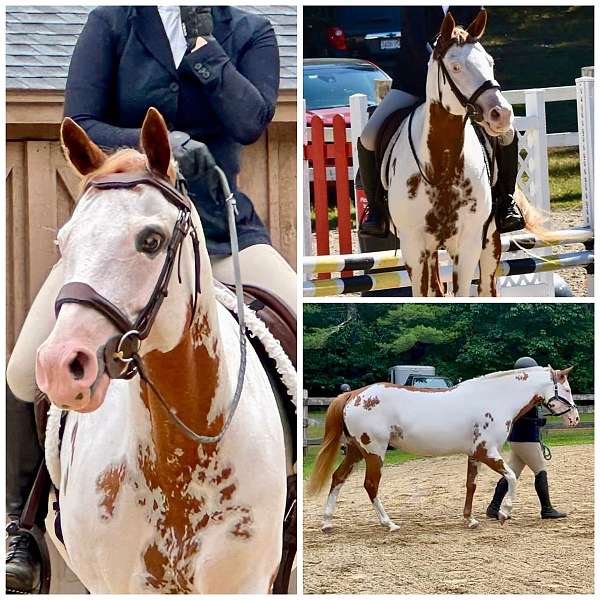 paint-horse