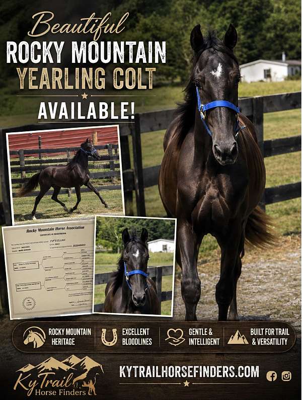 gaited-gelding-yearling