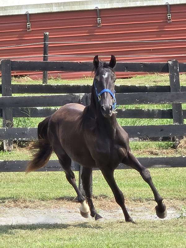 foundation-rocky-mountain-horse