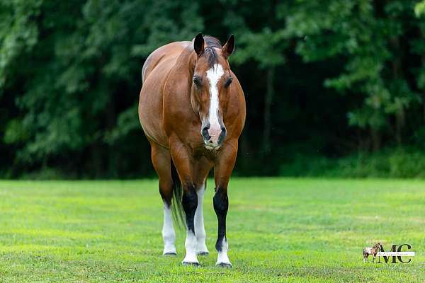 quarter-horse-for-sale