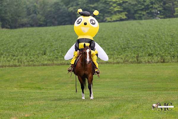 quarter-horse-gelding