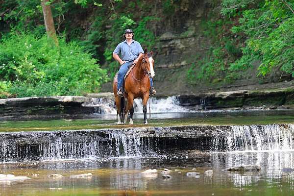 quarter-horse