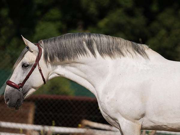 andalusian-horse