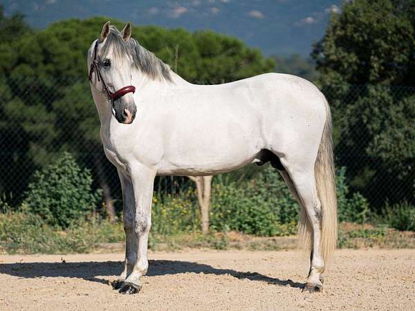 grey-andalusian-horse