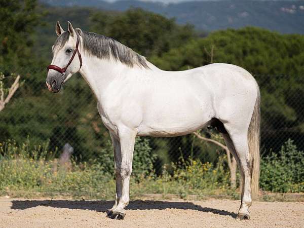stallion-andalusian-horse