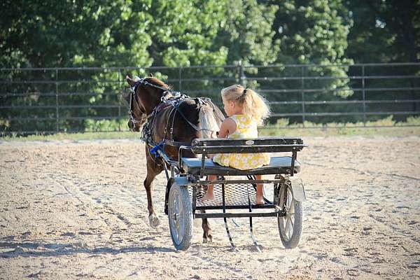 silb-beginner-pony