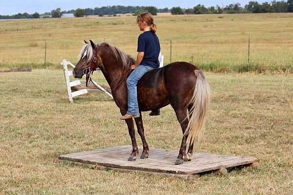silb-gymkhana-pony