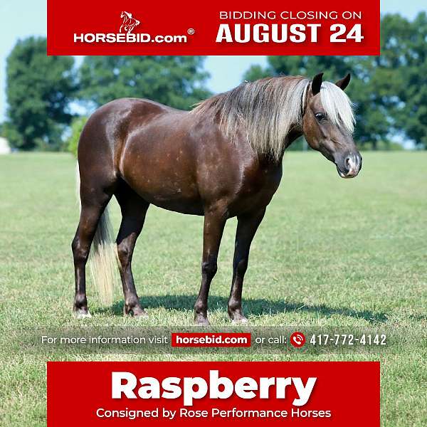 silb-pony-mare