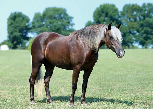 silb-show-pony