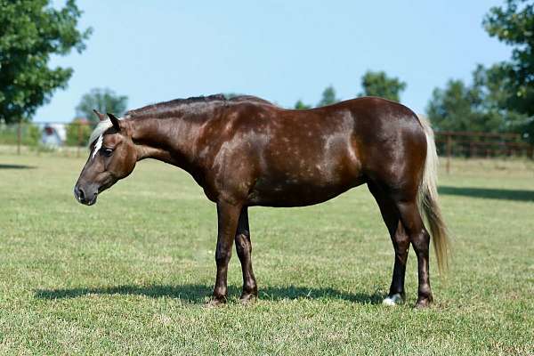 silb-playday-pony