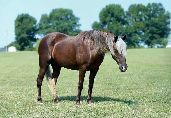silb-mare-for-sale