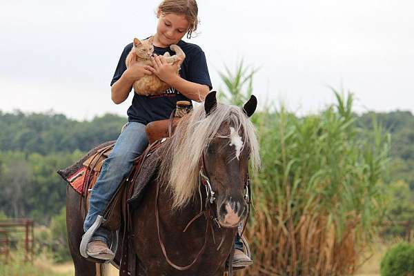 driving-pony