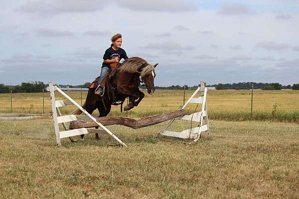 gymkhana-pony