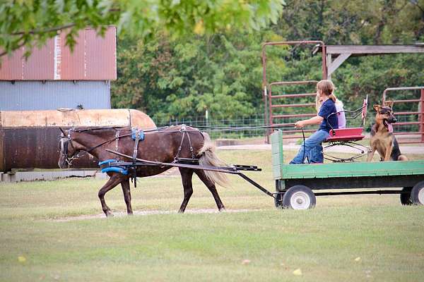 jumping-pony