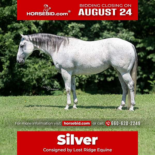 all-around-quarter-horse