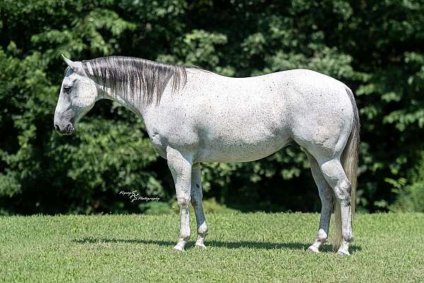 athletic-quarter-horse
