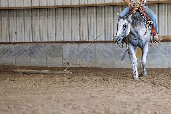 husband-safe-quarter-horse