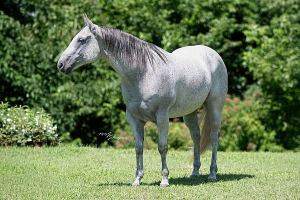 flashy-quarter-horse