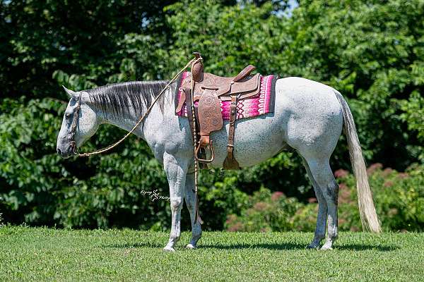 performance-quarter-horse