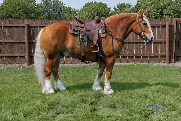 beginner-draft-horse
