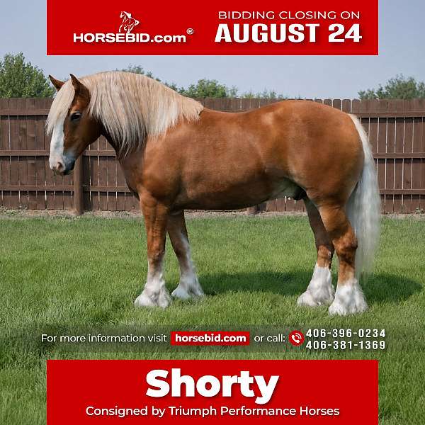 all-around-draft-horse