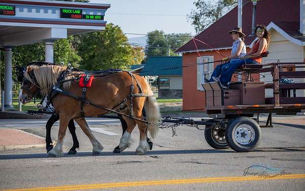 athletic-draft-horse