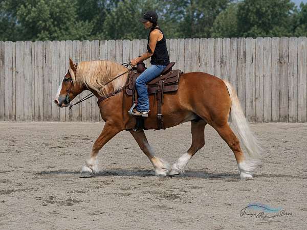 kid-safe-draft-horse