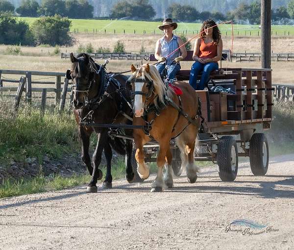 draft-horse