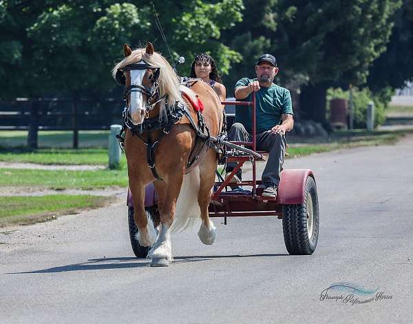 flashy-draft-horse