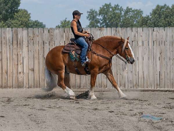 ranch-draft-horse