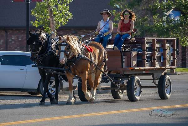 parade-draft-horse