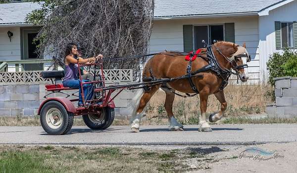 ranch-work-draft-horse