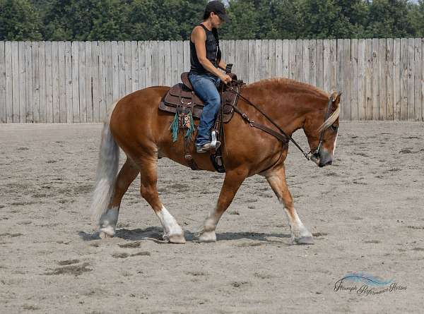 roping-draft-horse