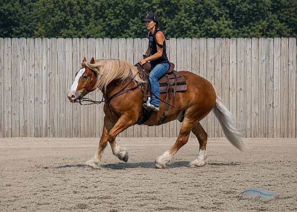 trail-riding-draft-horse
