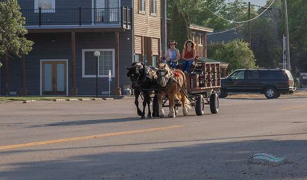 show-draft-horse