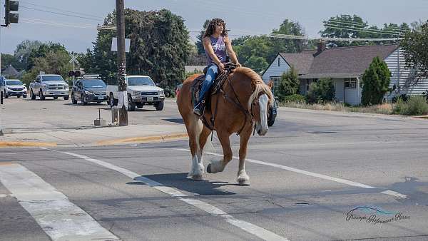 trail-draft-horse