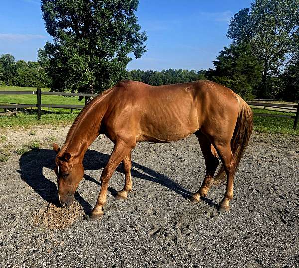 chestnut-twh-gelding