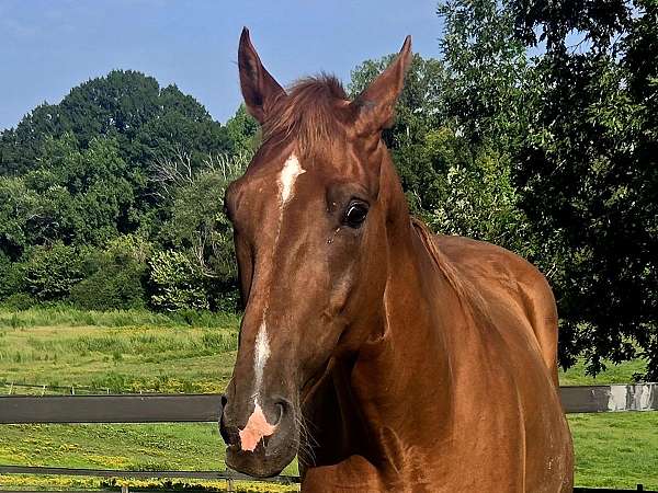 beautiful-tennessee-walking-horse