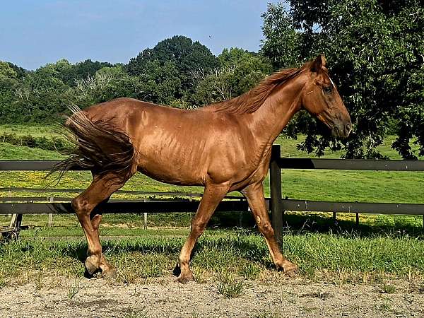 been-there-done-that-tennessee-walking-horse