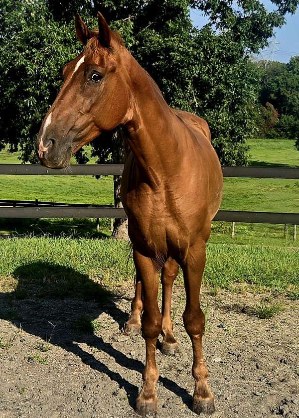 chestnut-twh-tennessee-walking-horse