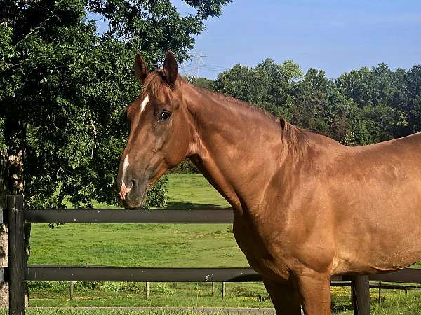 forward-tennessee-walking-horse
